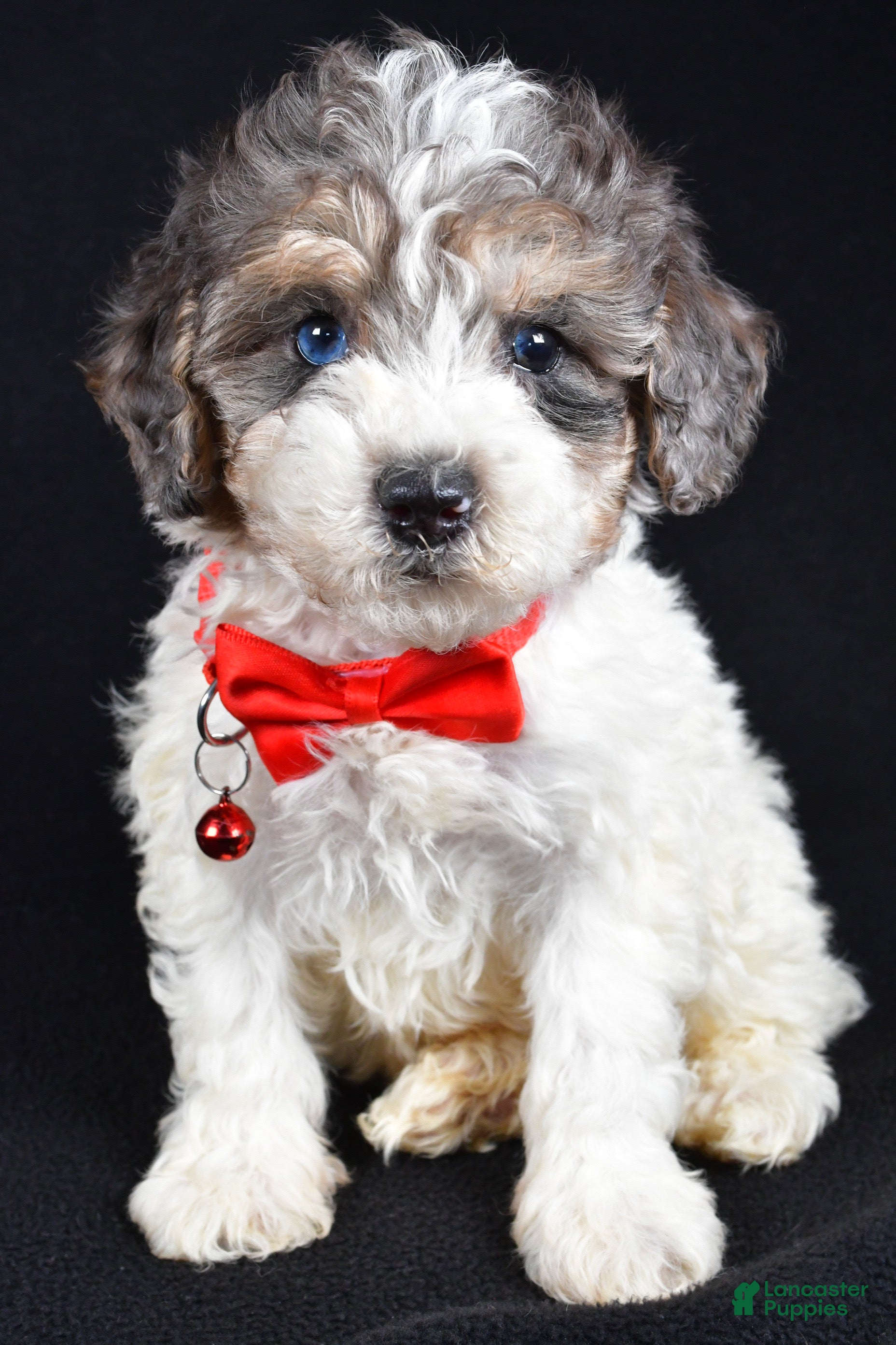 Miniature Poodle dogs Eden - Ad 15