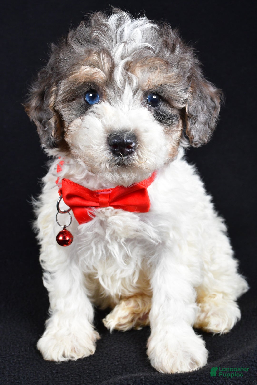 Miniature Poodle dogs for sale: Eden - Ad 1