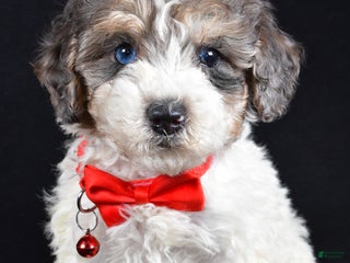 Miniature Poodle dogs Eden - Ad 39