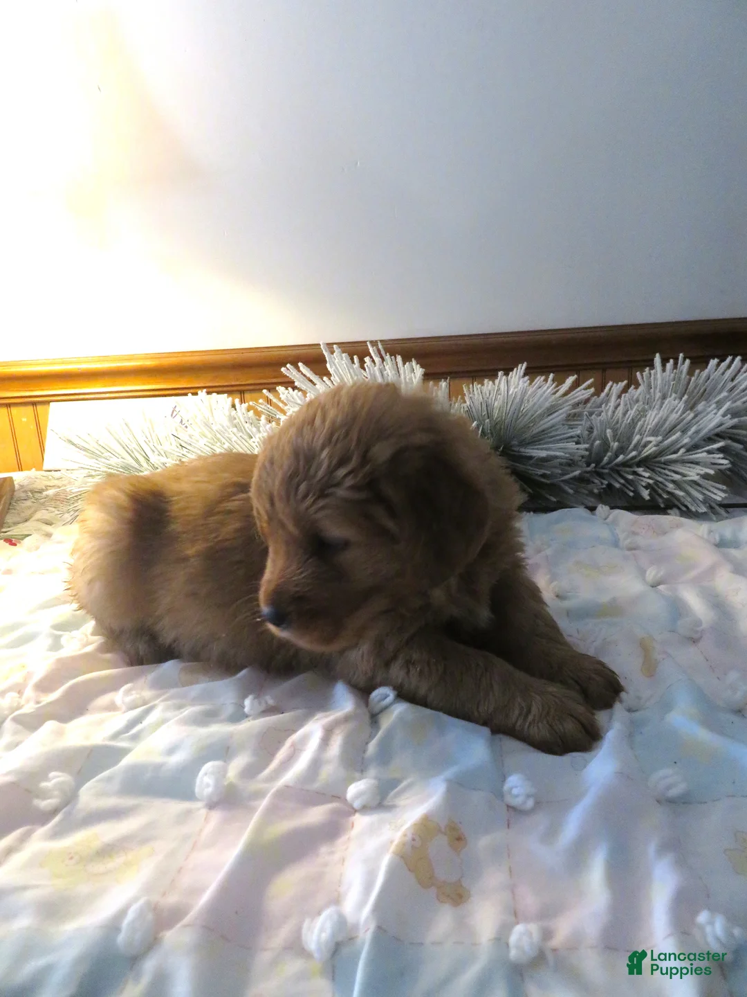 Golden Retriever dogs for sale: THEO - CHAMPION LINE - Ad 5