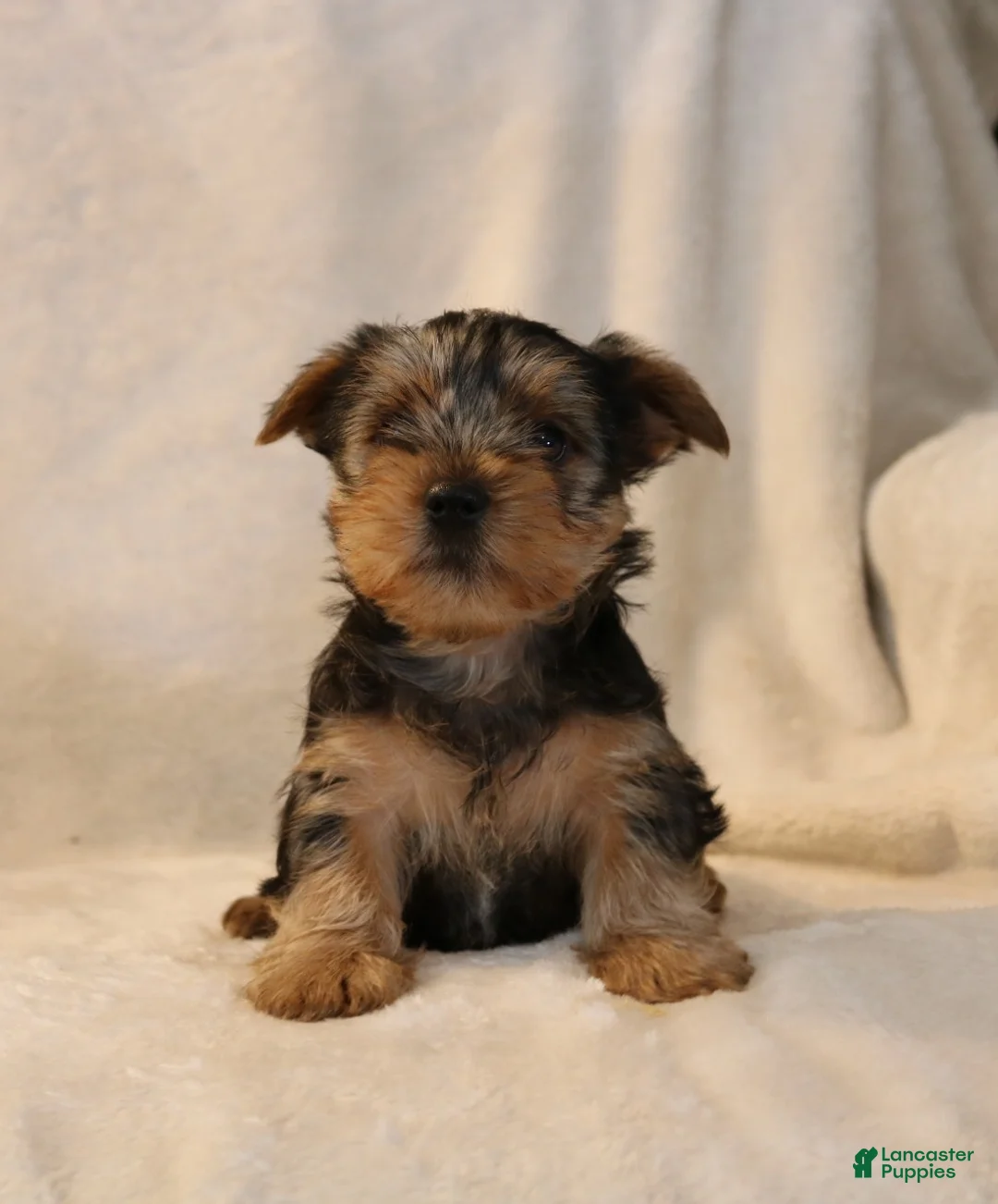 Yorkshire Terrier dogs for sale: Parker - Ad 1