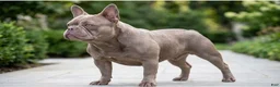 Mixed Breed dogs for sale: Massari - Ad 1