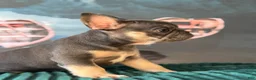 French Bulldog dogs for sale: Max  - Ad 5