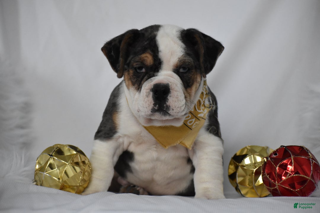 Mixed Breed dogs for sale: Wrangler - Ad 5