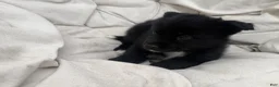 Mixed Breed dogs for sale: Bear - Ad 4