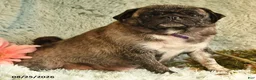 Pug dogs for sale: Boots - Ad 6