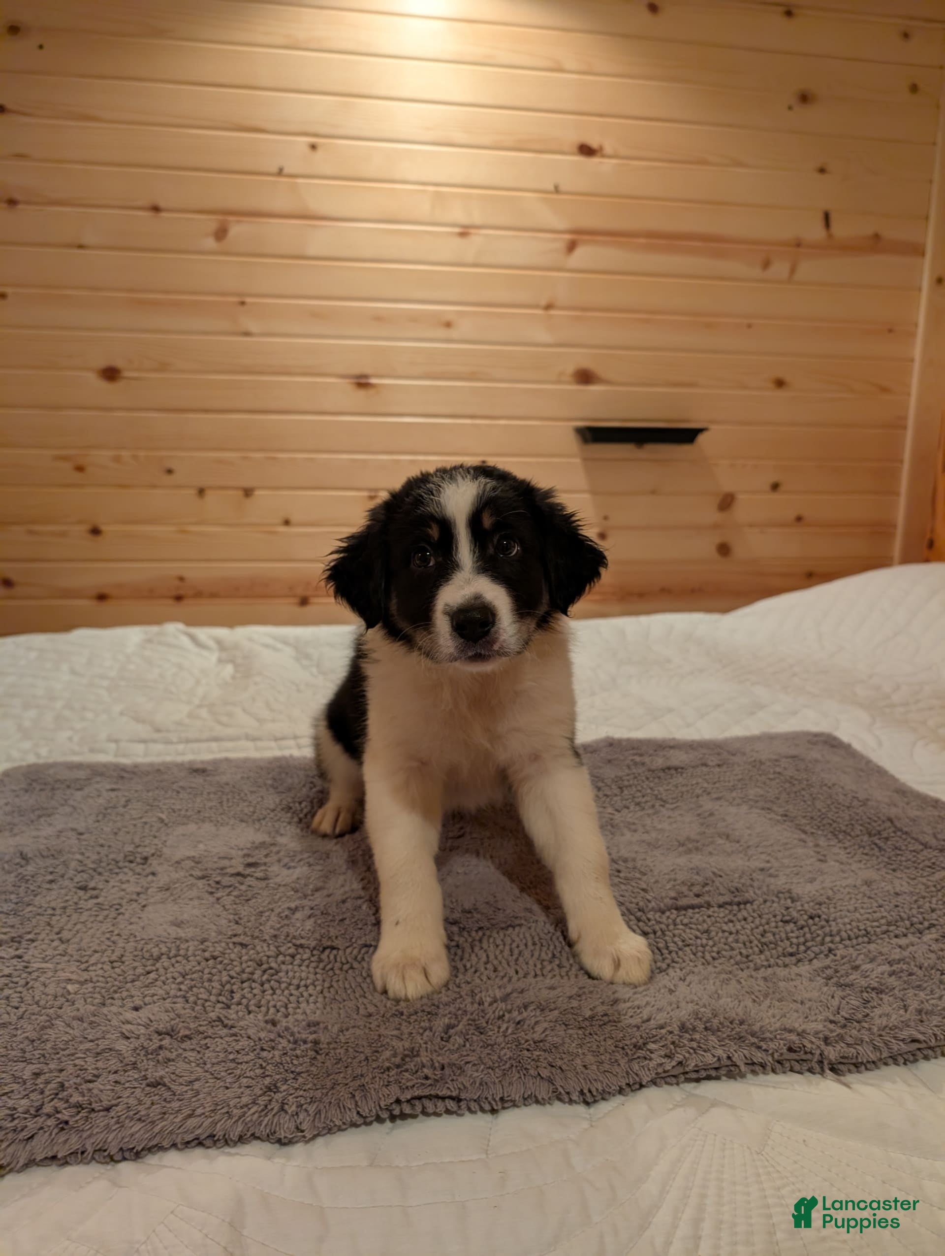 Border Collie dogs Rex - Ad 2