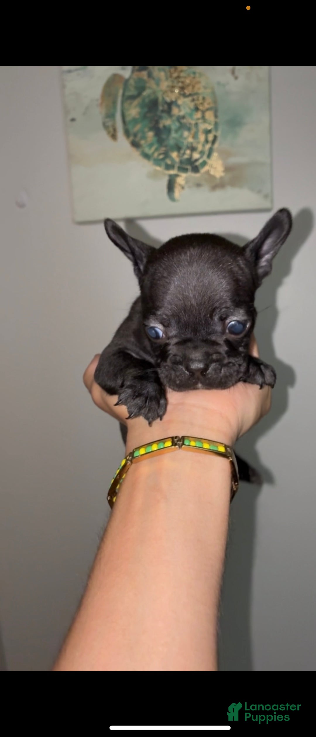 French Bulldog dogs for sale: French Bulldog Puppy 6 - Ad 1