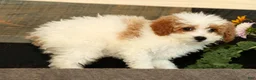 Miniature Poodle dogs for sale: Laney - Ad 7