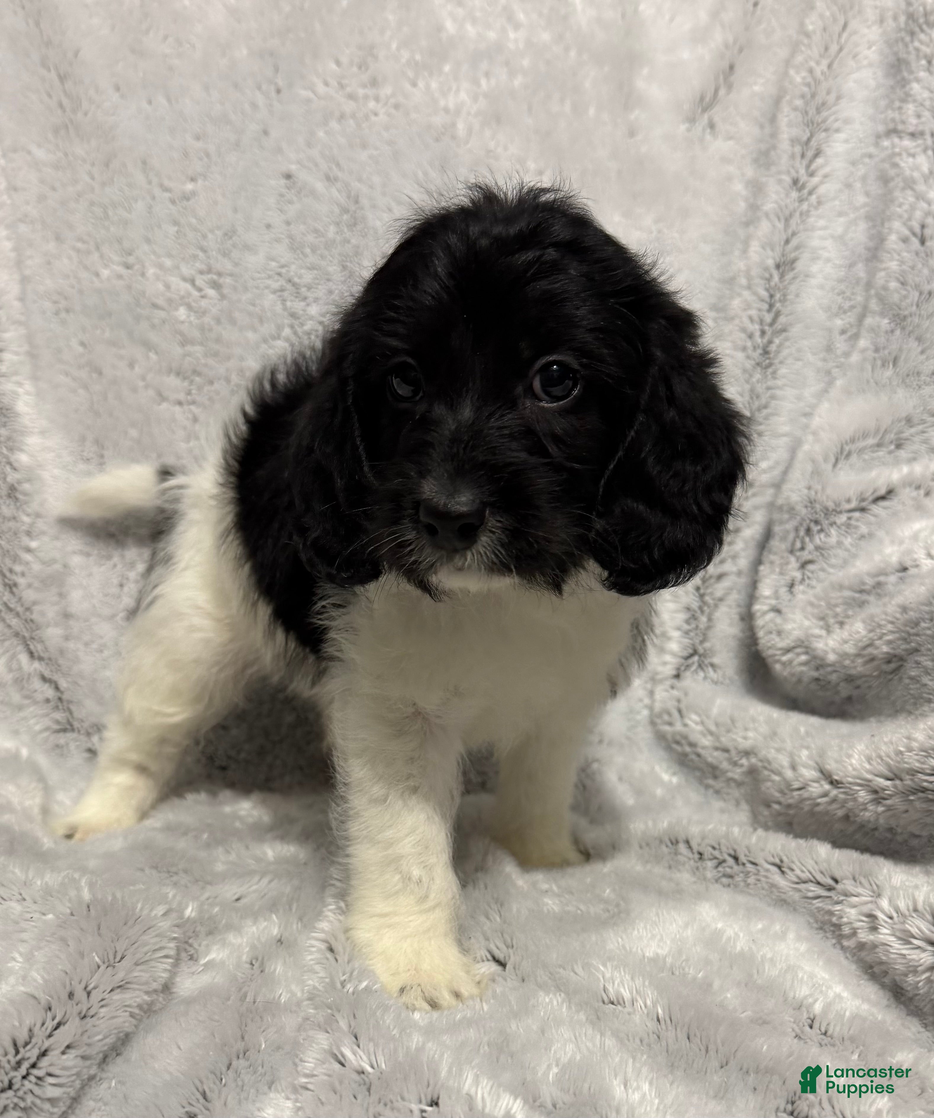 Mixed Breed dogs Cade - Ad 2