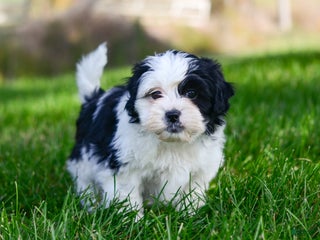 Teddy Bear dogs - Ad 29