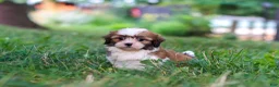 Shih Tzu dogs for sale: Coco - Ad 5