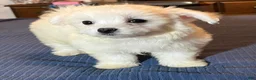 Maltese dogs for sale: Maltese 2 - Ad 2