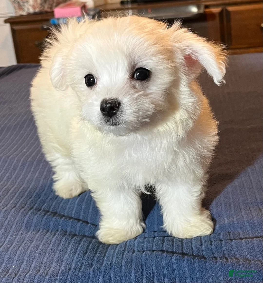 Maltese dogs for sale: Maltese 2 - Ad 2