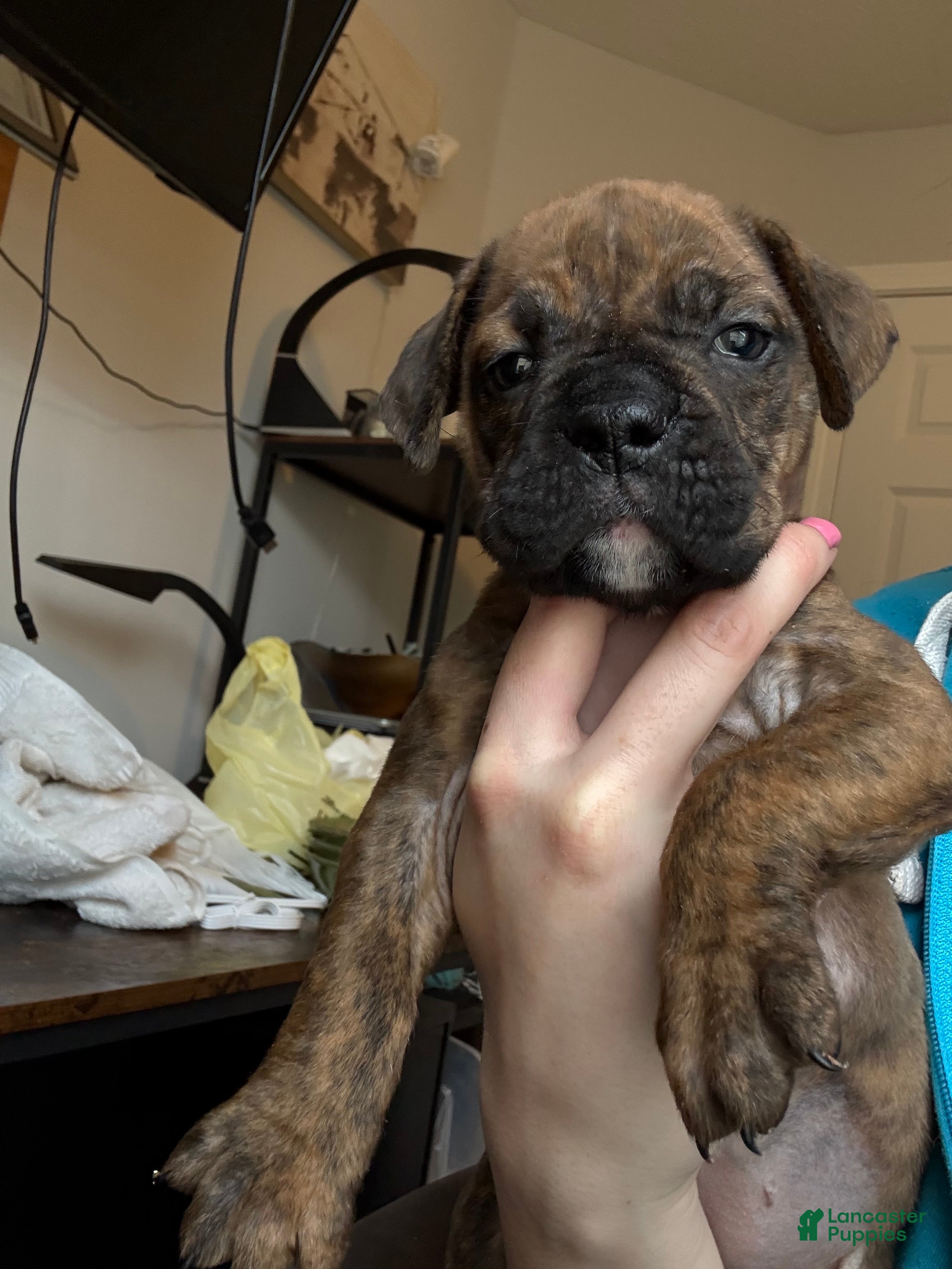 Mixed Breed dogs Mixed Breed Puppy 5 - Ad 12