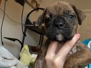 Mixed Breed dogs Mixed Breed Puppy 5 - Ad 12