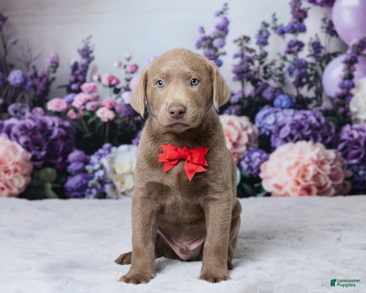 Labrador Retriever dogs Wilson - Ad 1
