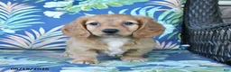 Miniature Dachshund dogs for sale: Rosie - Ad 4