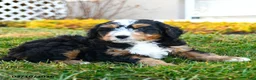 Mini Bernedoodle dogs for sale: Dynamo - Ad 3