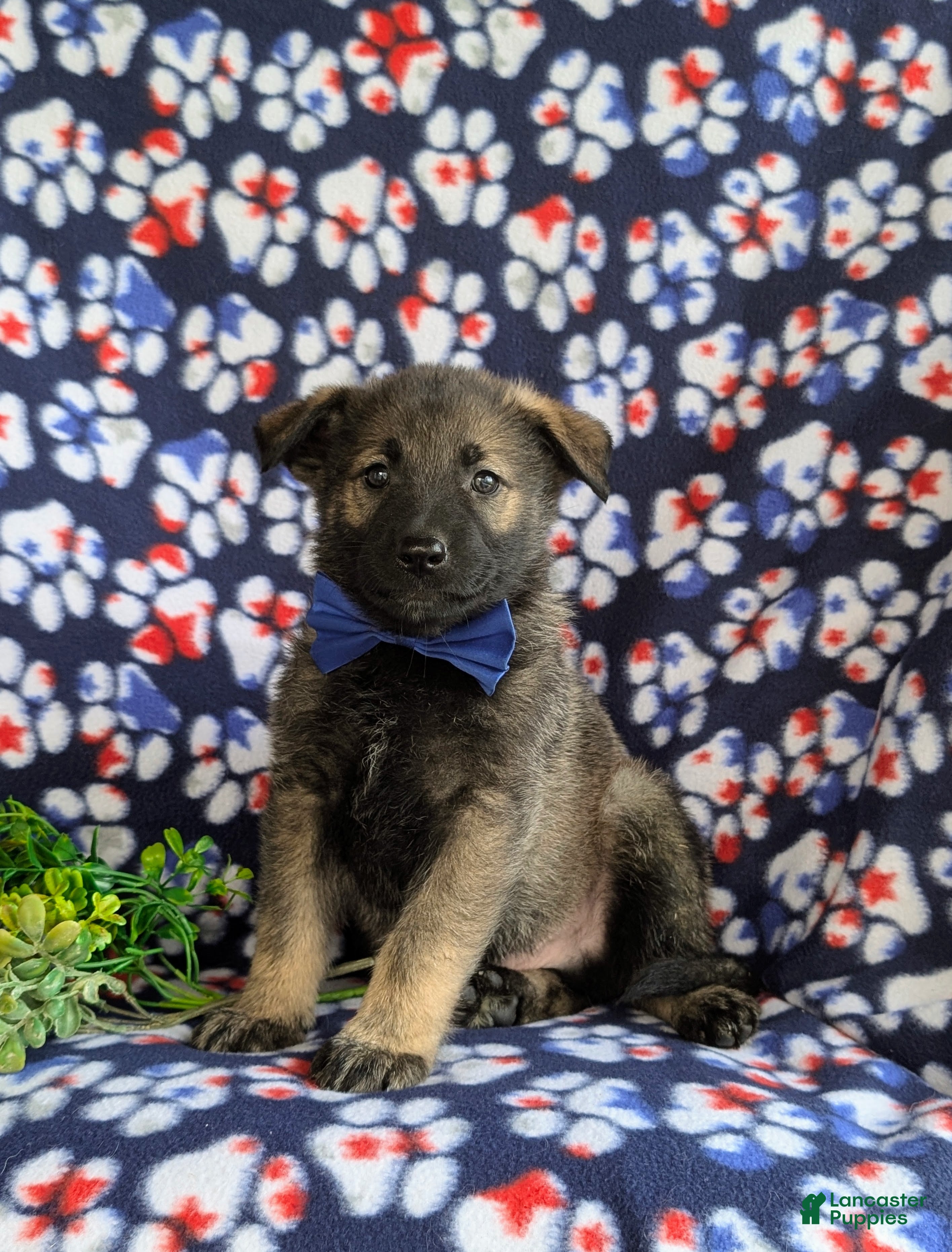 Mixed Breed dogs for sale: Bain - Ad 4