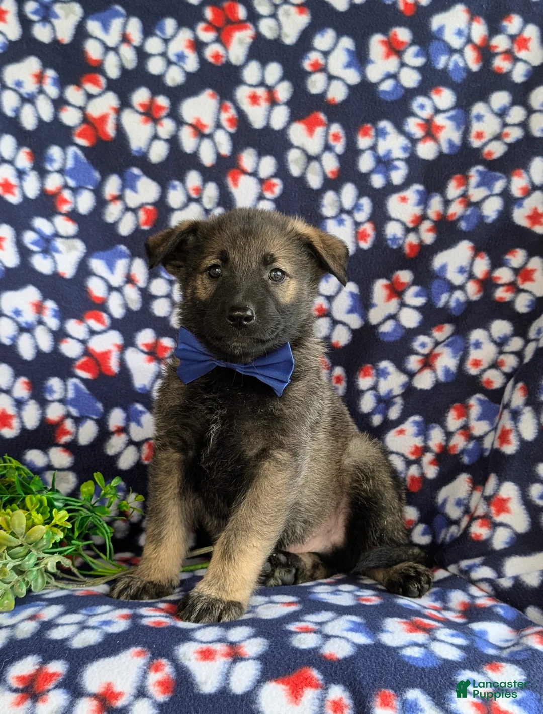 Mixed Breed dogs for sale: Bain - Ad 1