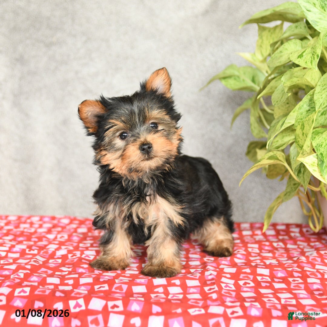Yorkshire Terrier dogs for sale: Charlie - Ad 1