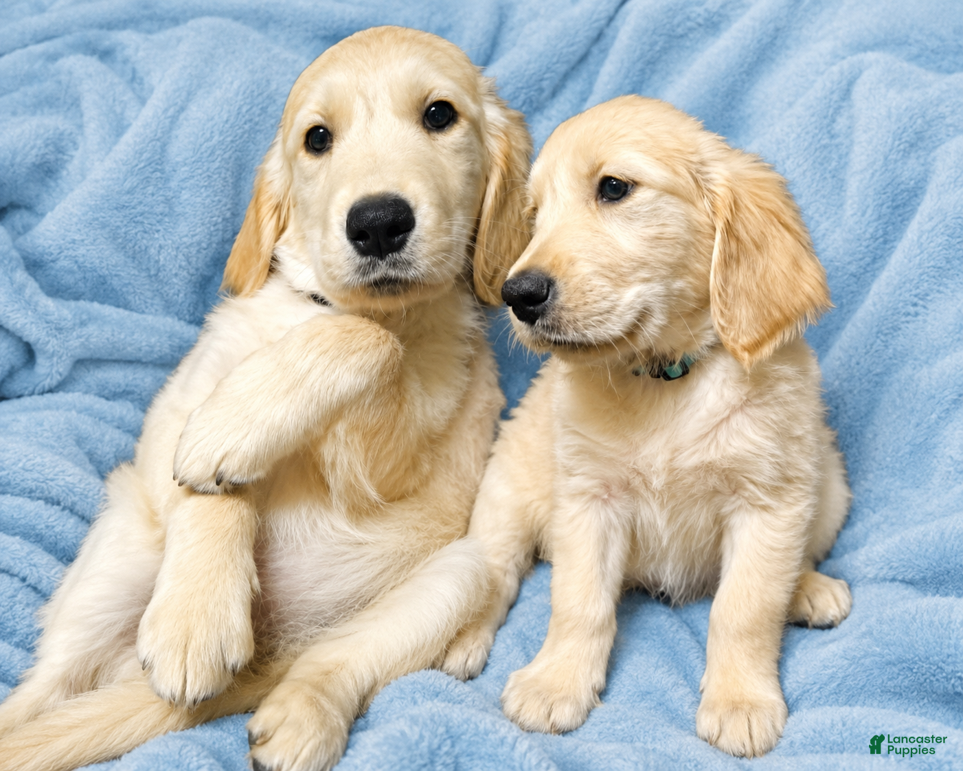 Golden Retriever dogs Golden Retriever 2 - Ad 1