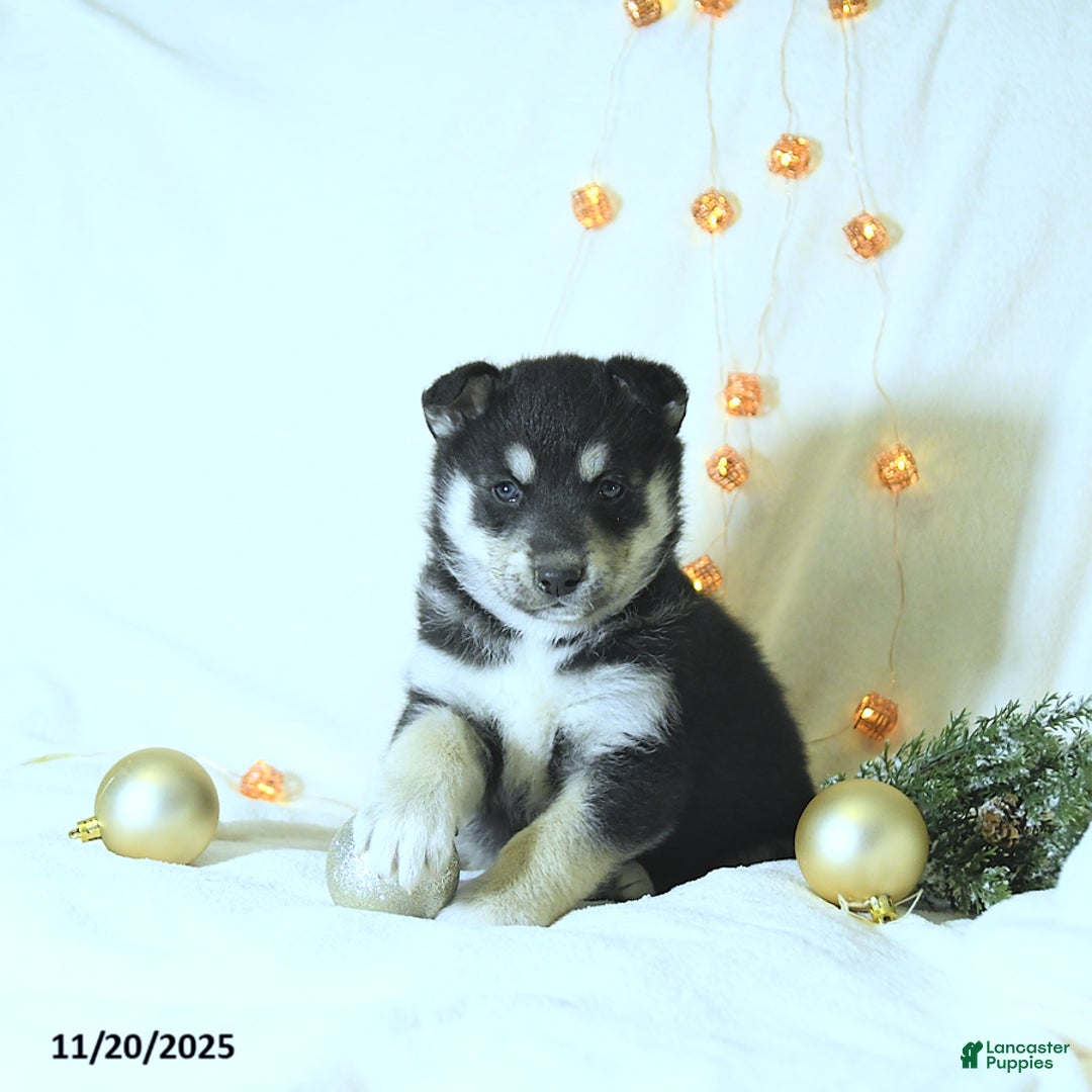 Siberian Husky dogs for sale: King - Ad 3