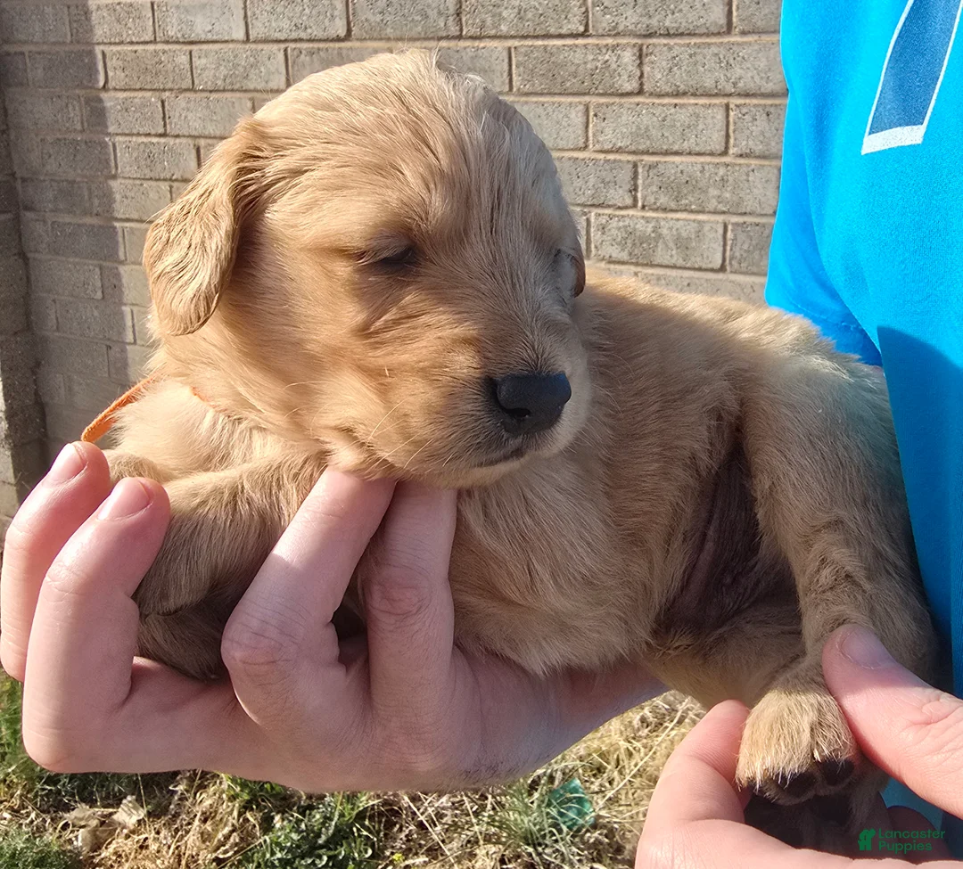 Golden Retriever dogs for sale: Gold Boy - Ad 2