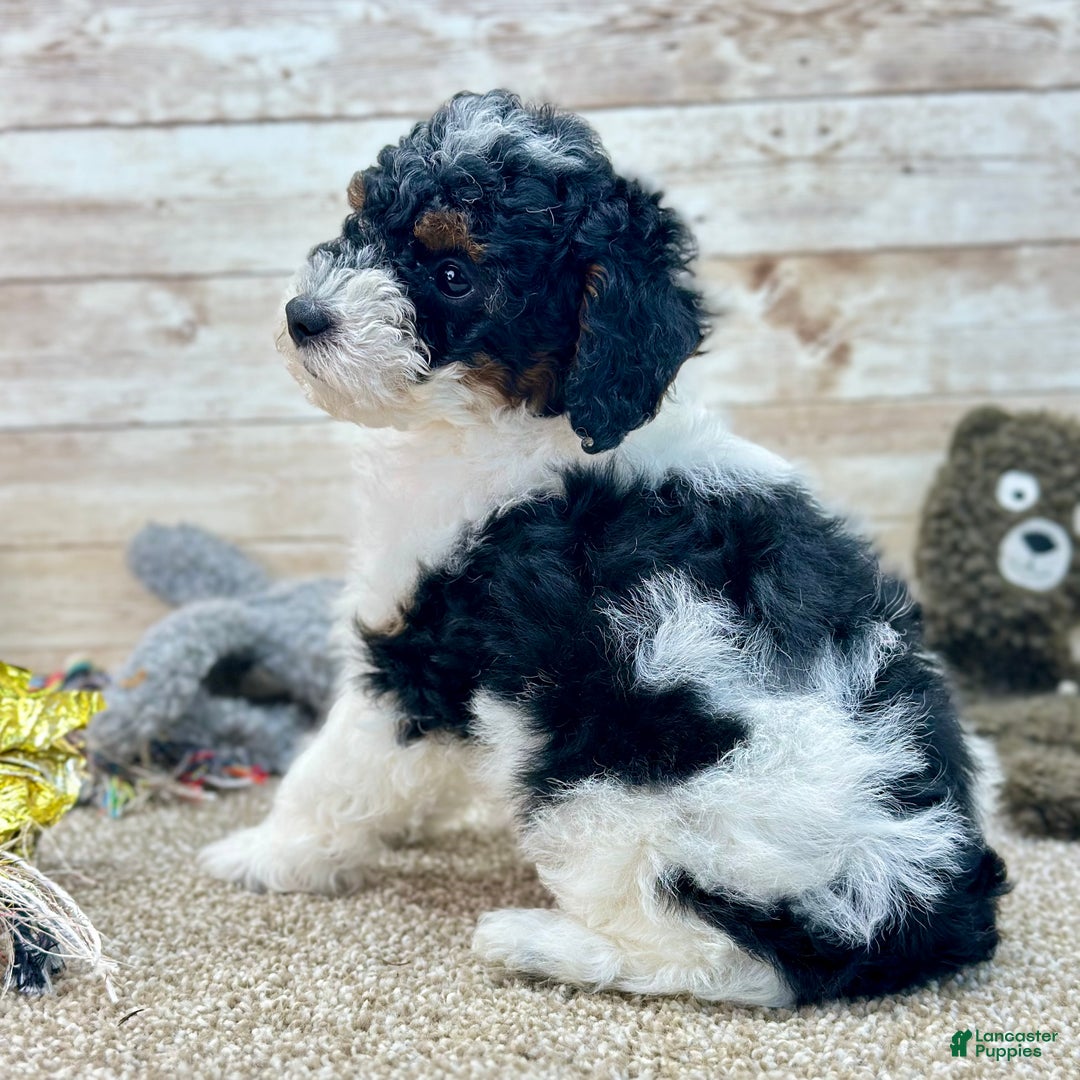 Toy Poodle dogs for sale: Benji - Ad 2