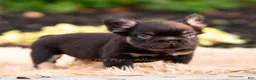 French Bulldog dogs for sale: Chewbarka - Ad 6