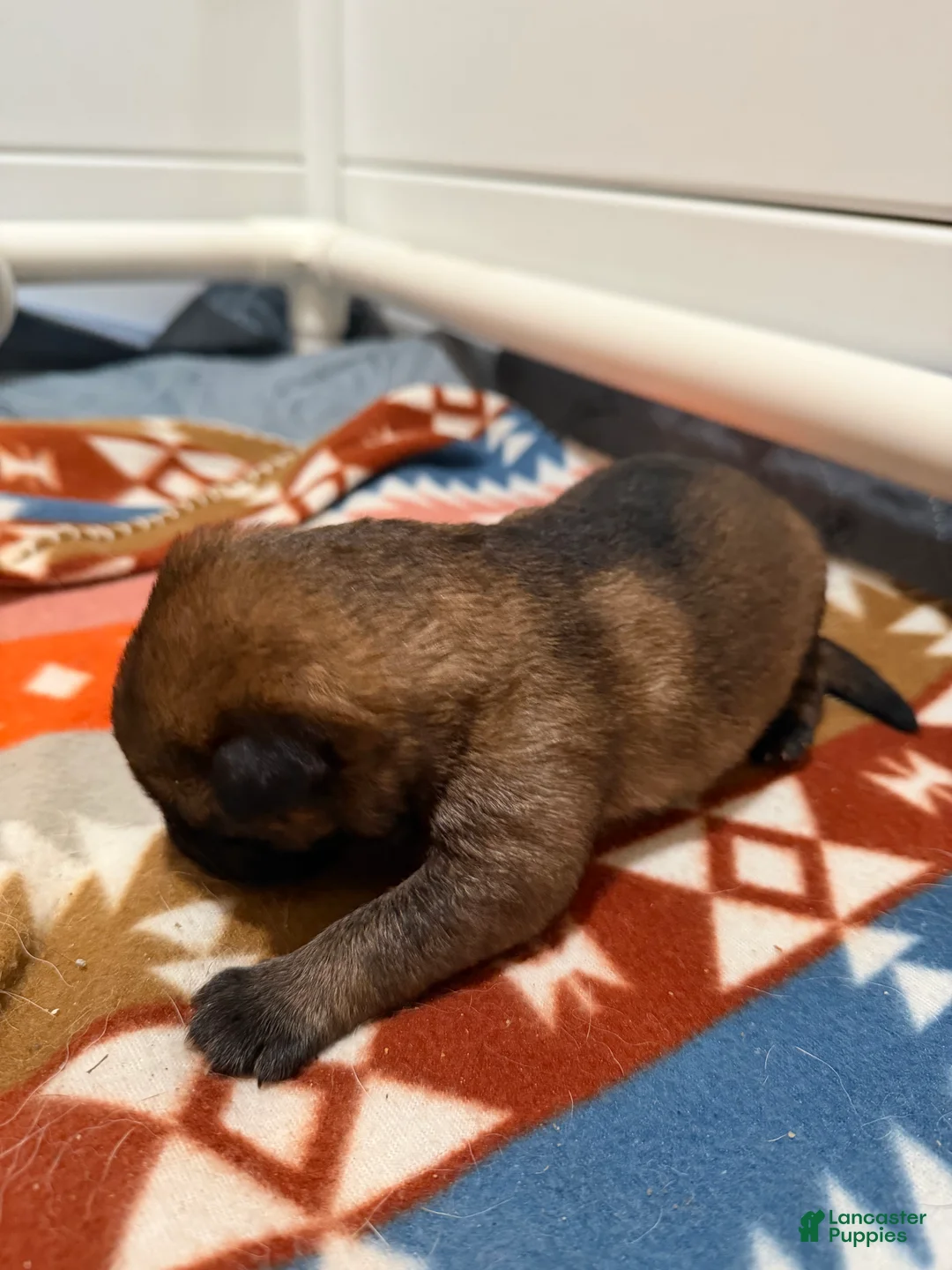 German Shepherd dogs for sale: Jackie  - Ad 1