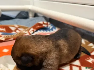 German Shepherd dogs Jackie - Ad 12