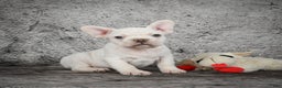 French Bulldog dogs for sale: Duramax - Ad 5