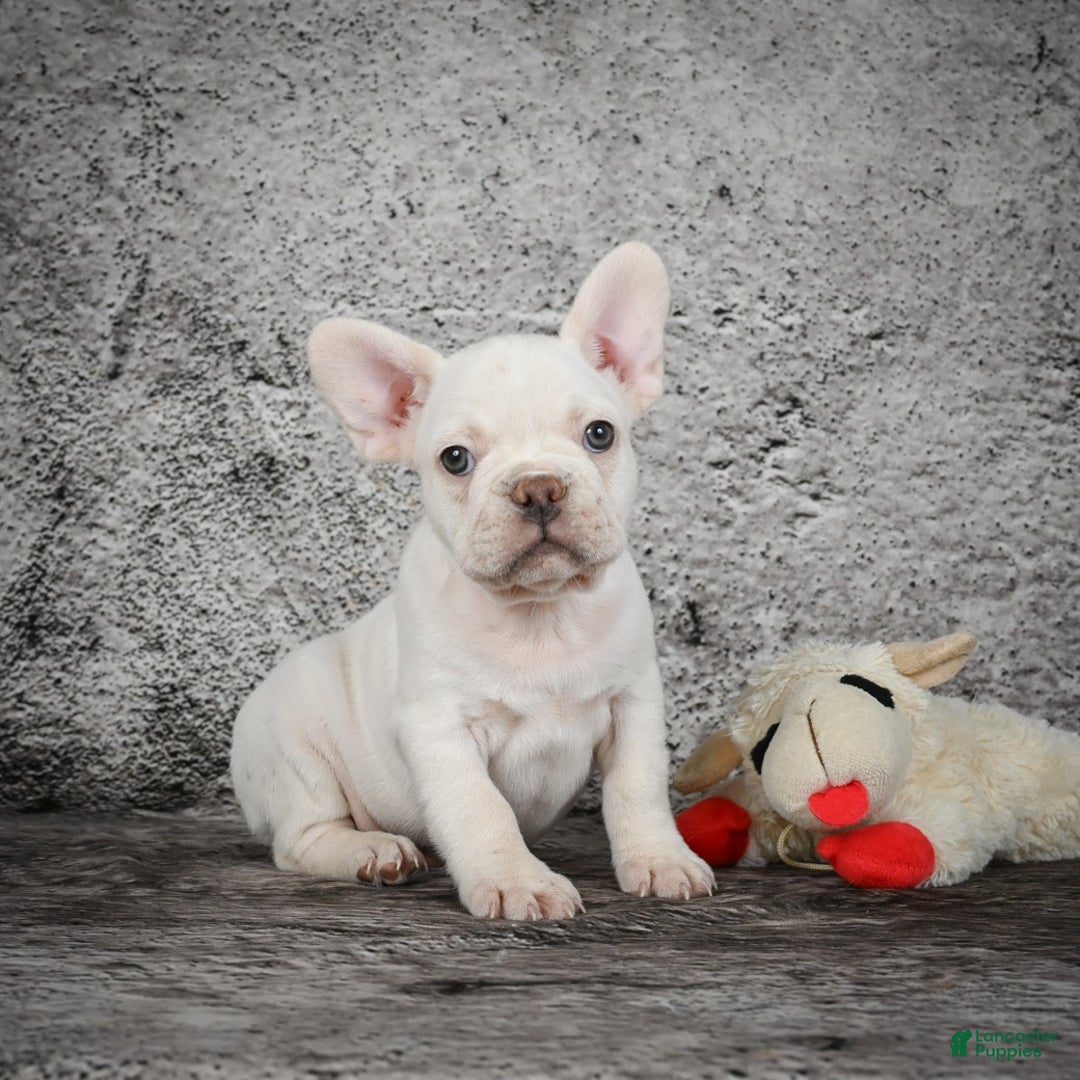 French Bulldog dogs for sale: Duramax - Ad 5
