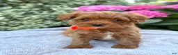Toy Poodle dogs for sale: Patrick - Ad 13