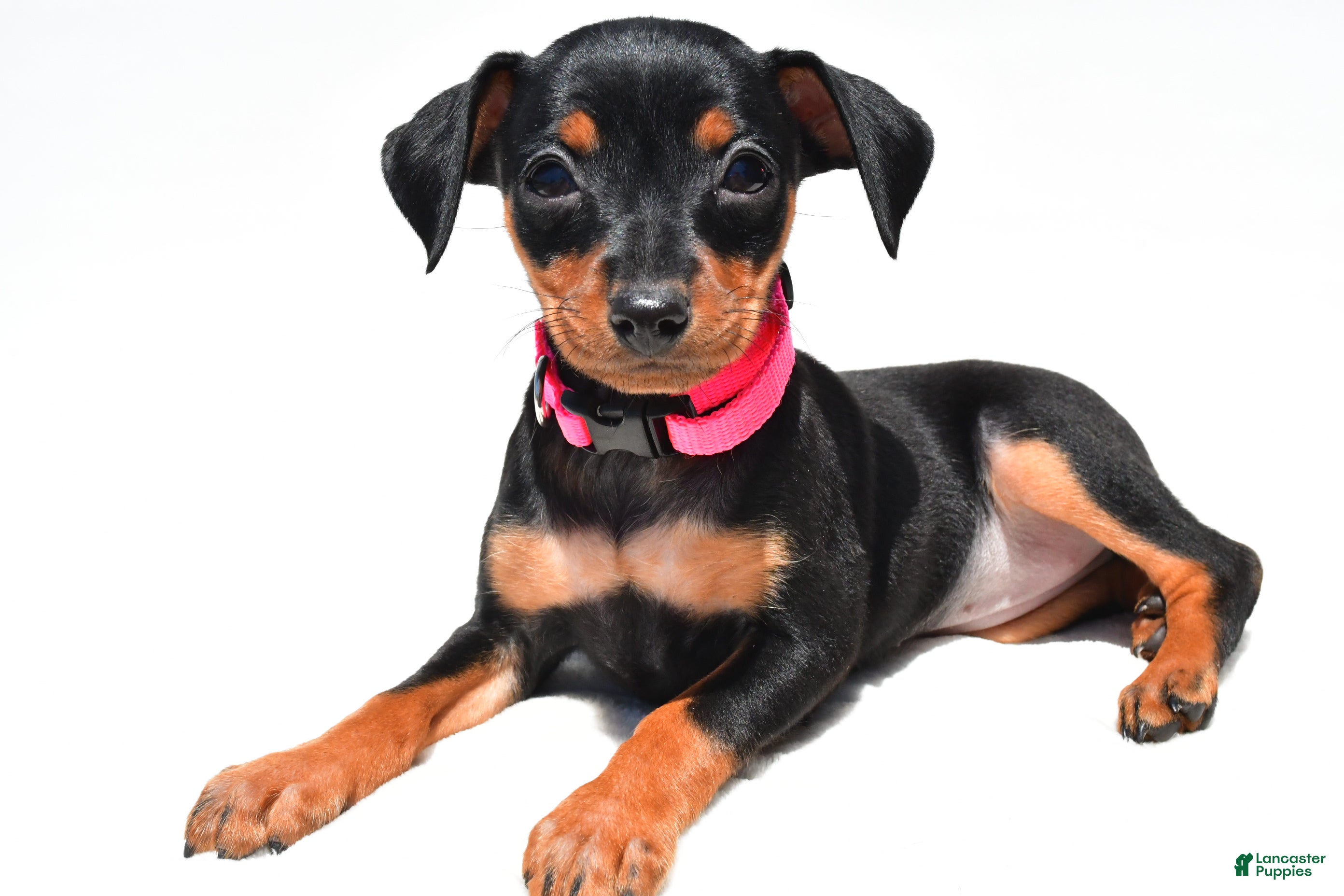 Miniature Pinscher dogs Bailey - Ad 1