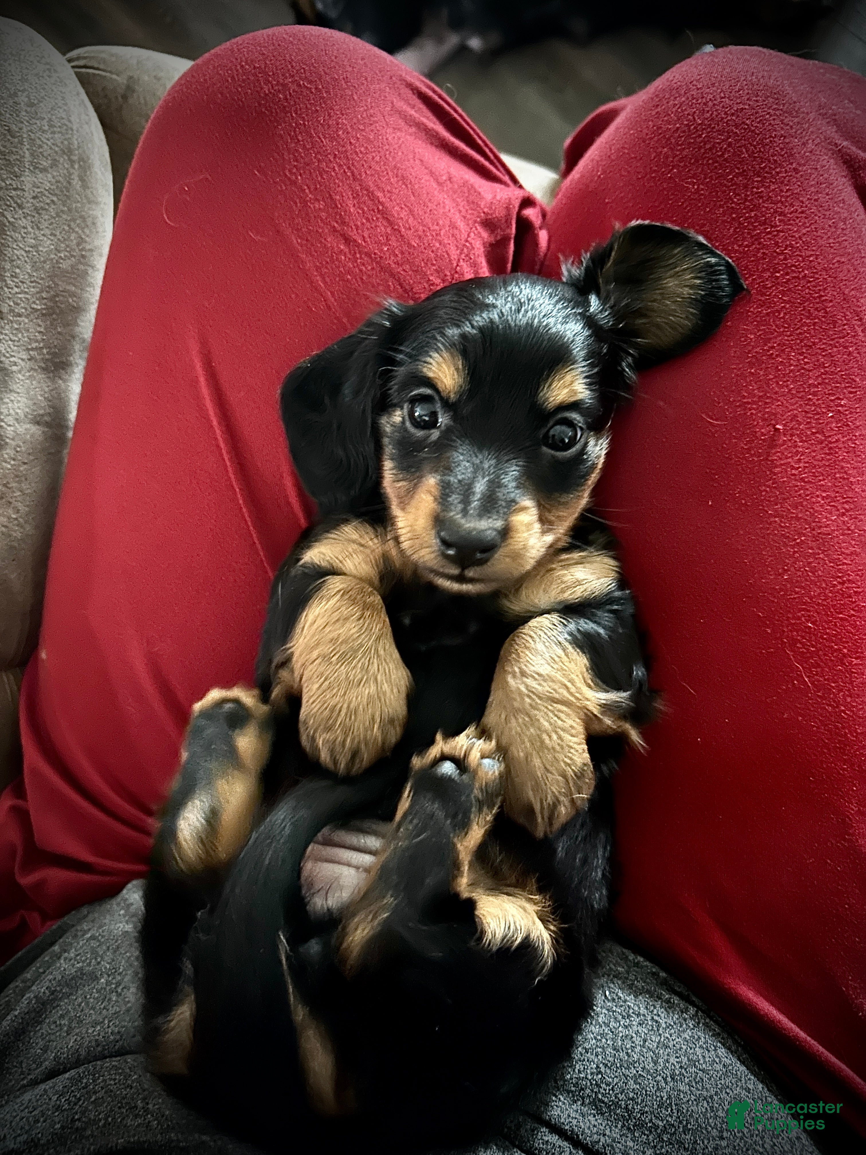 Miniature Dachshund dogs Tootsie - Ad 13