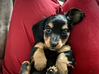 Miniature Dachshund dogs Tootsie - Ad 13