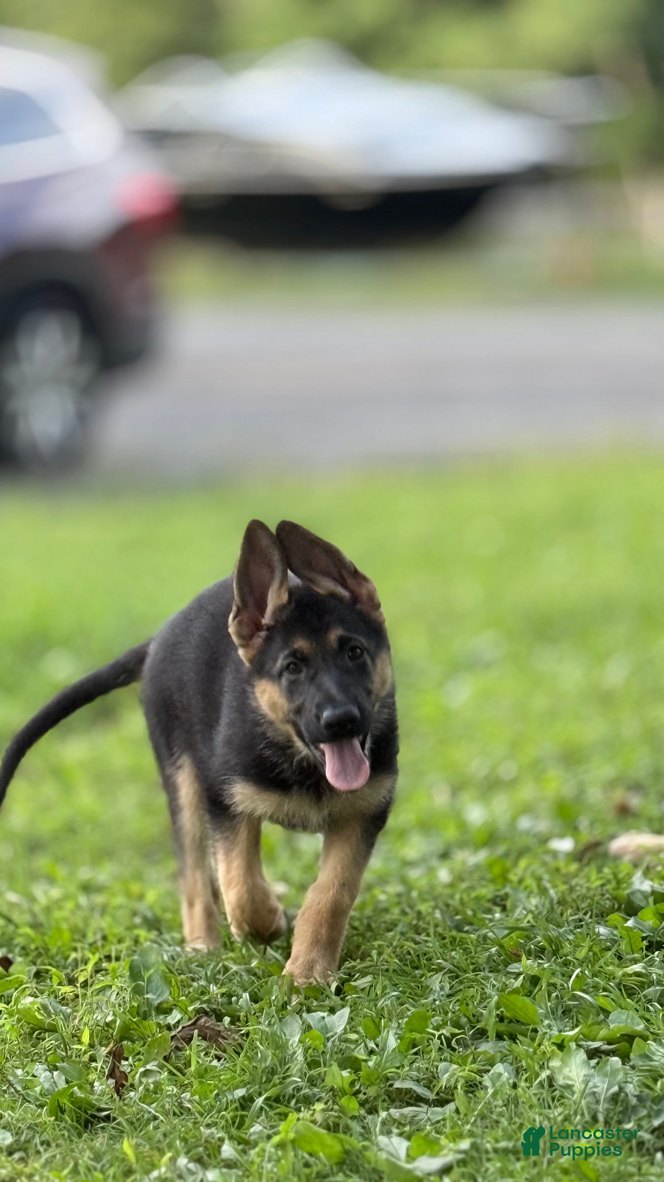 German Shepherd dogs German Shepherd 1 - Ad 16