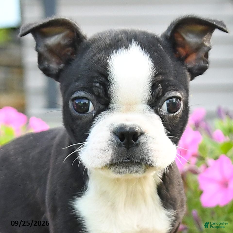 Boston Terrier dogs Jana - Ad 2