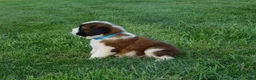 Saint Bernard dogs for sale: Barry - Ad 3
