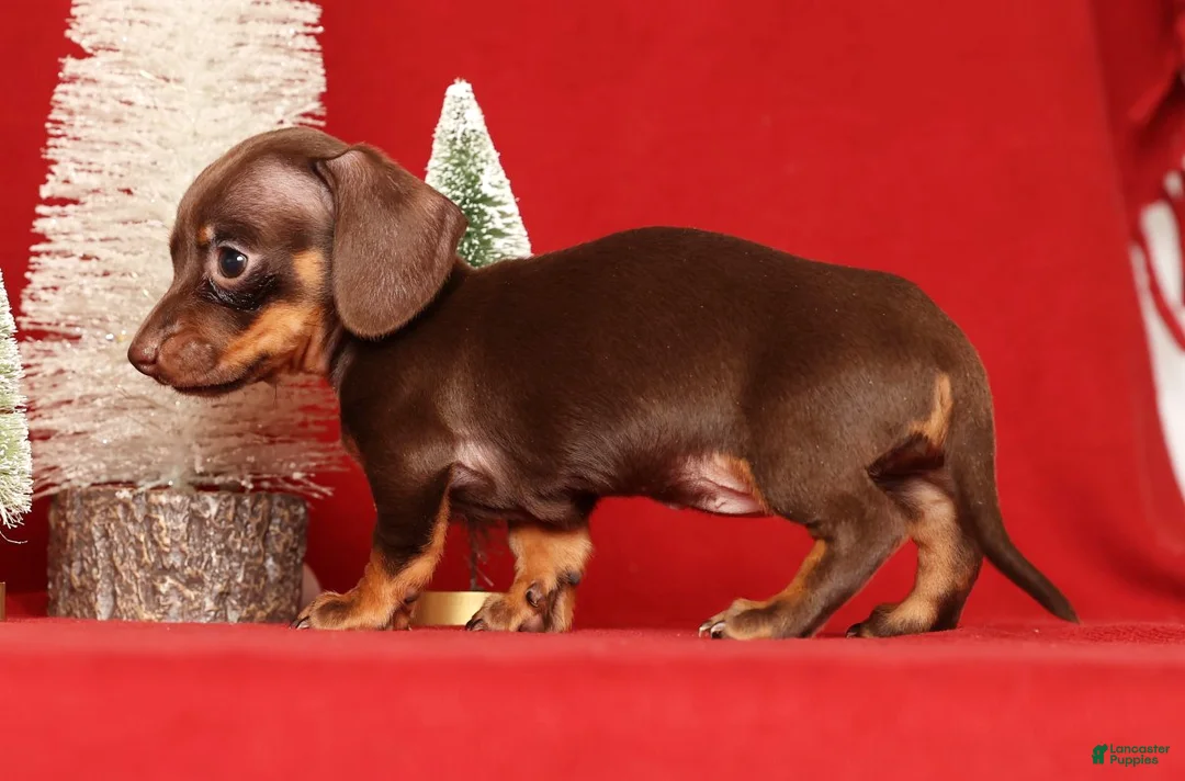 Miniature Dachshund dogs for sale: Rhoda - Ad 7