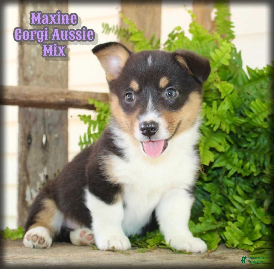 Mixed Breed dogs for sale: Maxine - Ad 1