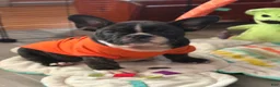 French Bulldog dogs for sale: Cece  - Ad 3