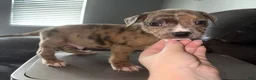 American Bully dogs for sale: AL B SURE - Ad 7