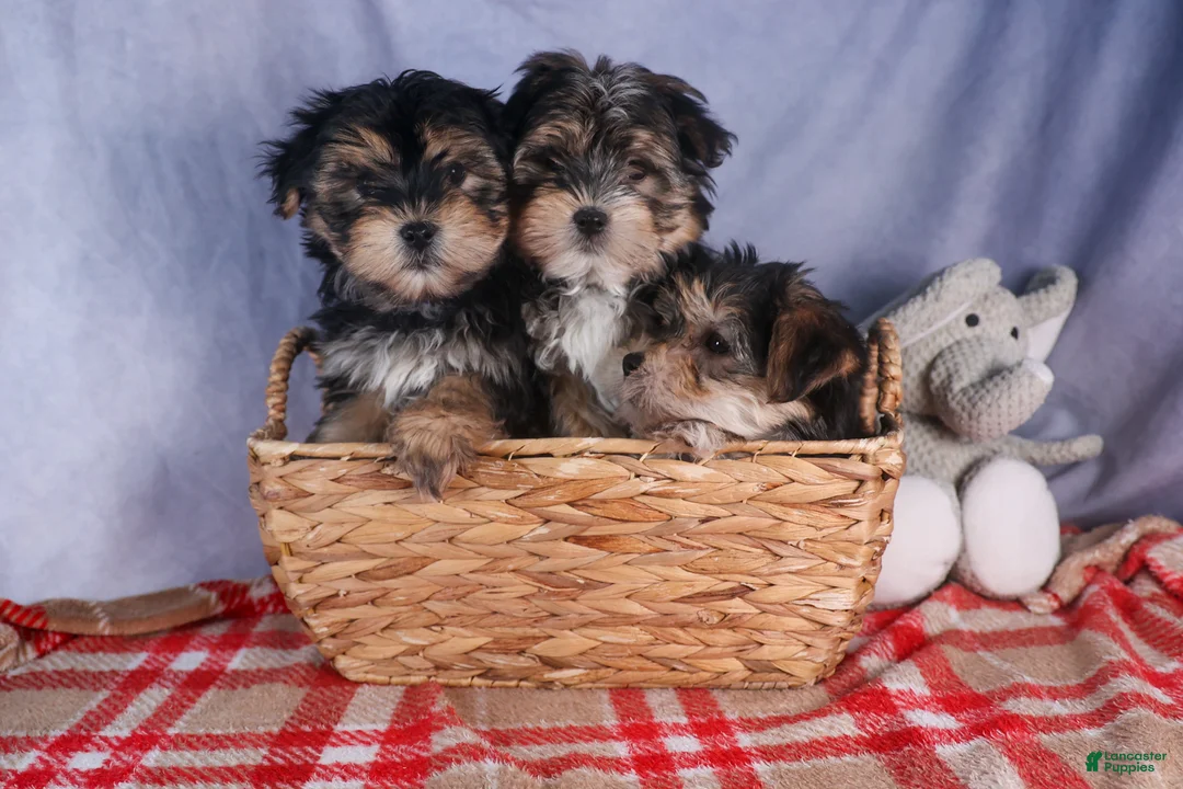 Morkie dogs for sale: Newton - Ad 32