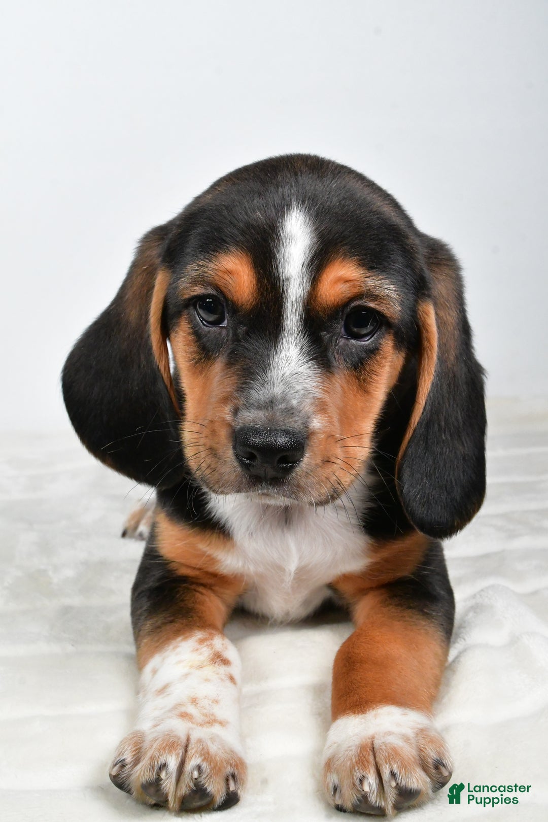 Beagle dogs for sale: Anthony - Ad 8