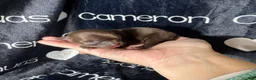Chihuahua dogs for sale: Shoko Chocolate Short Coat - Ad 5
