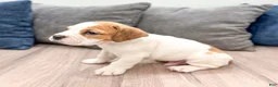 Beabull dogs for sale: Cody - Ad 4